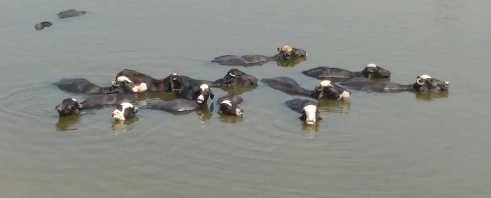 Buffaloes Enjoying Bathing