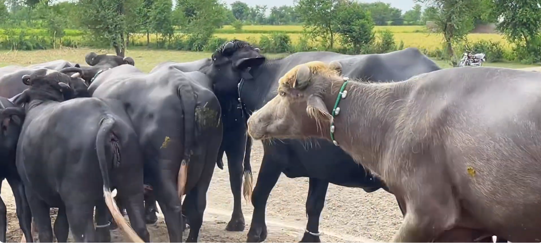 Buffaloes Going on a Walk