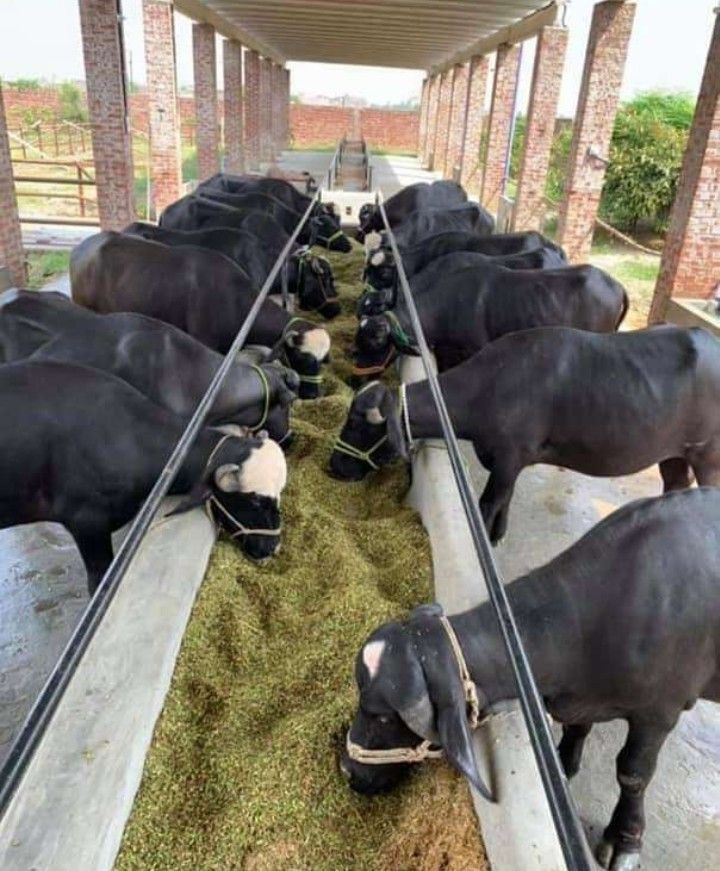 Buffaloes Eating Green Fodder