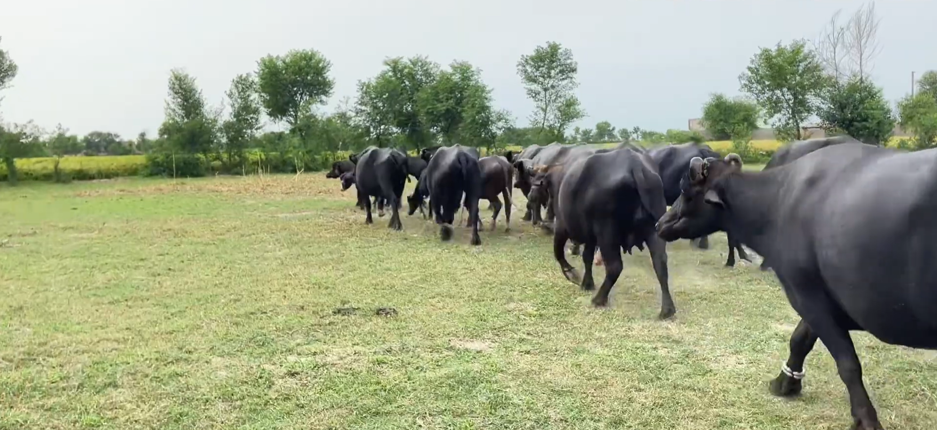 Group of Buffaloes Going on a Walk