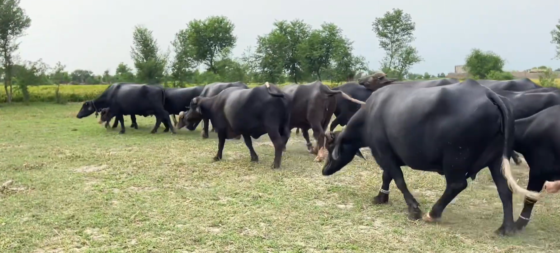 Buffalo Herd Crossing Green Fields