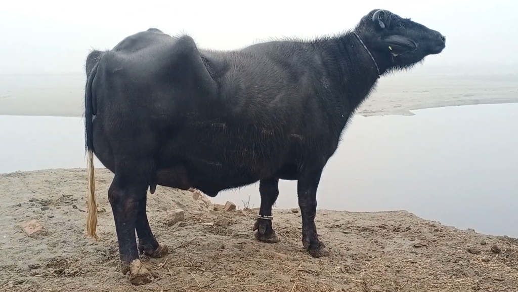 Buffalo Enjoying See View