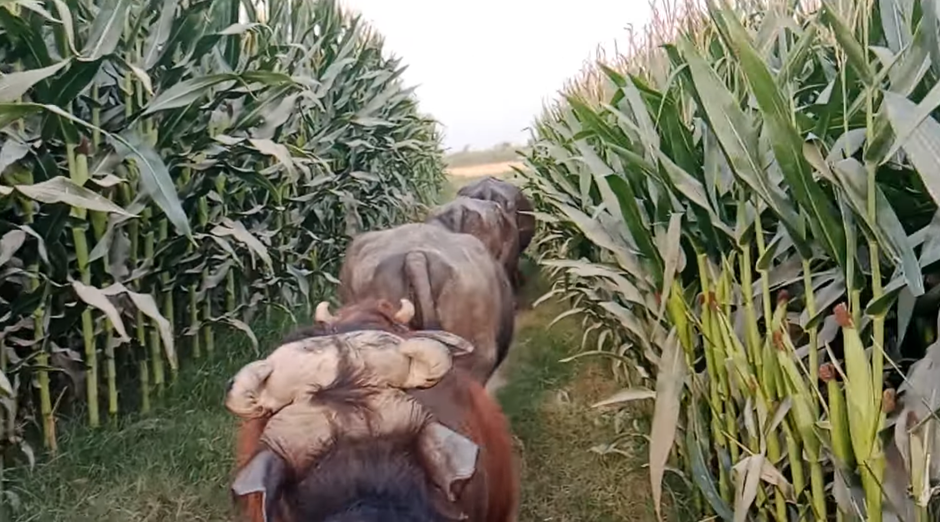 Buffaloes Passing Through Corn Fields