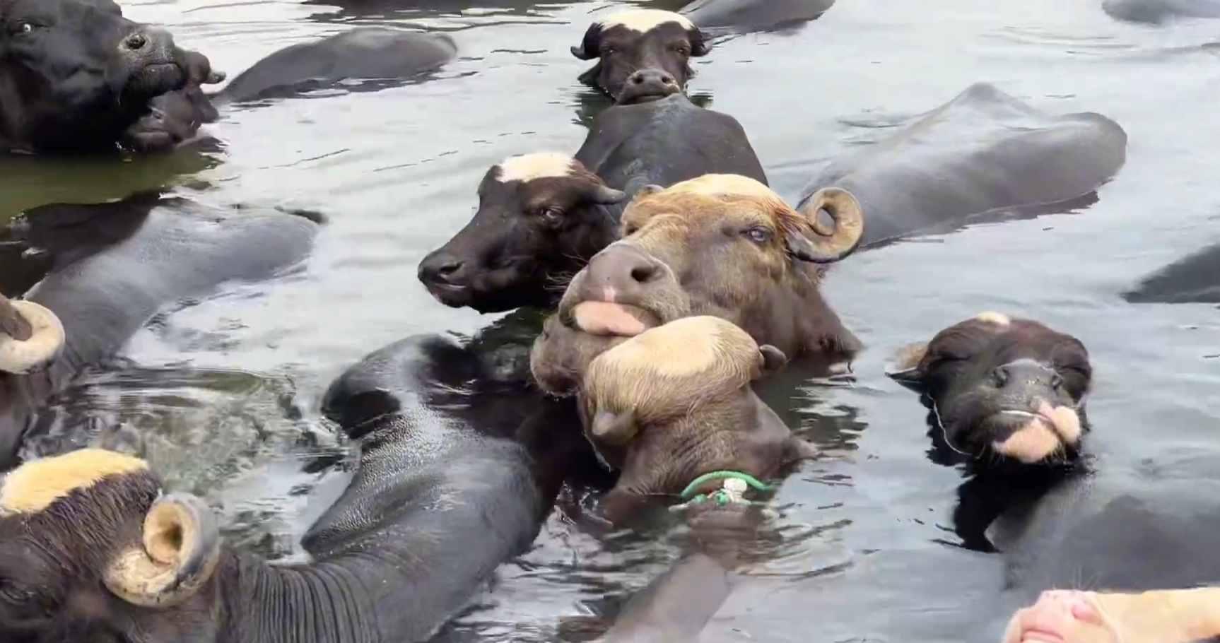 Buffaloes Taking Bath