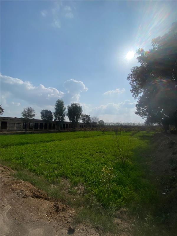 Beautiful Saab Farm Morning View