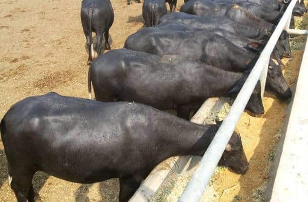 Buffaloes Eating Dried Fodder