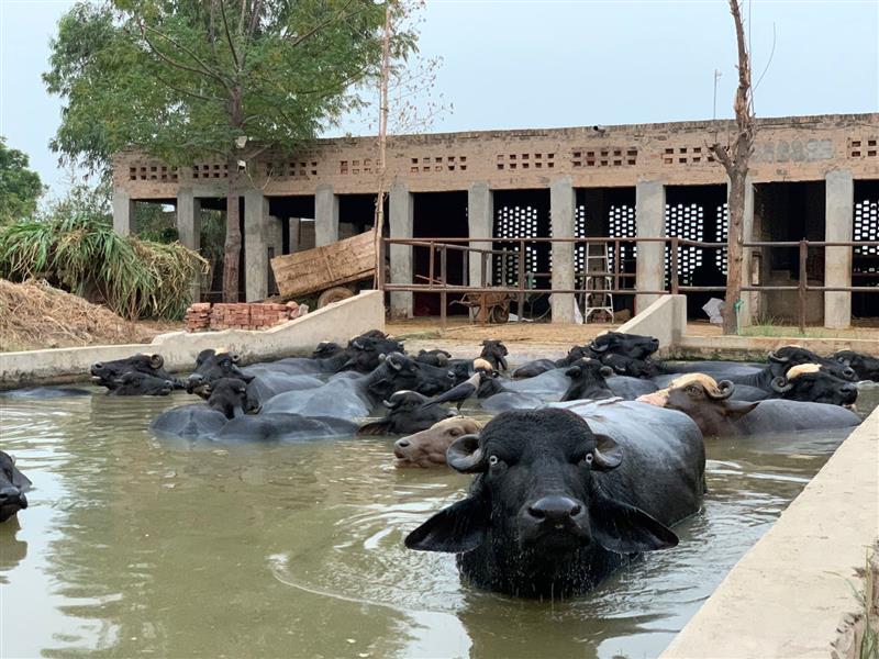 Buffaloes Taking Shower