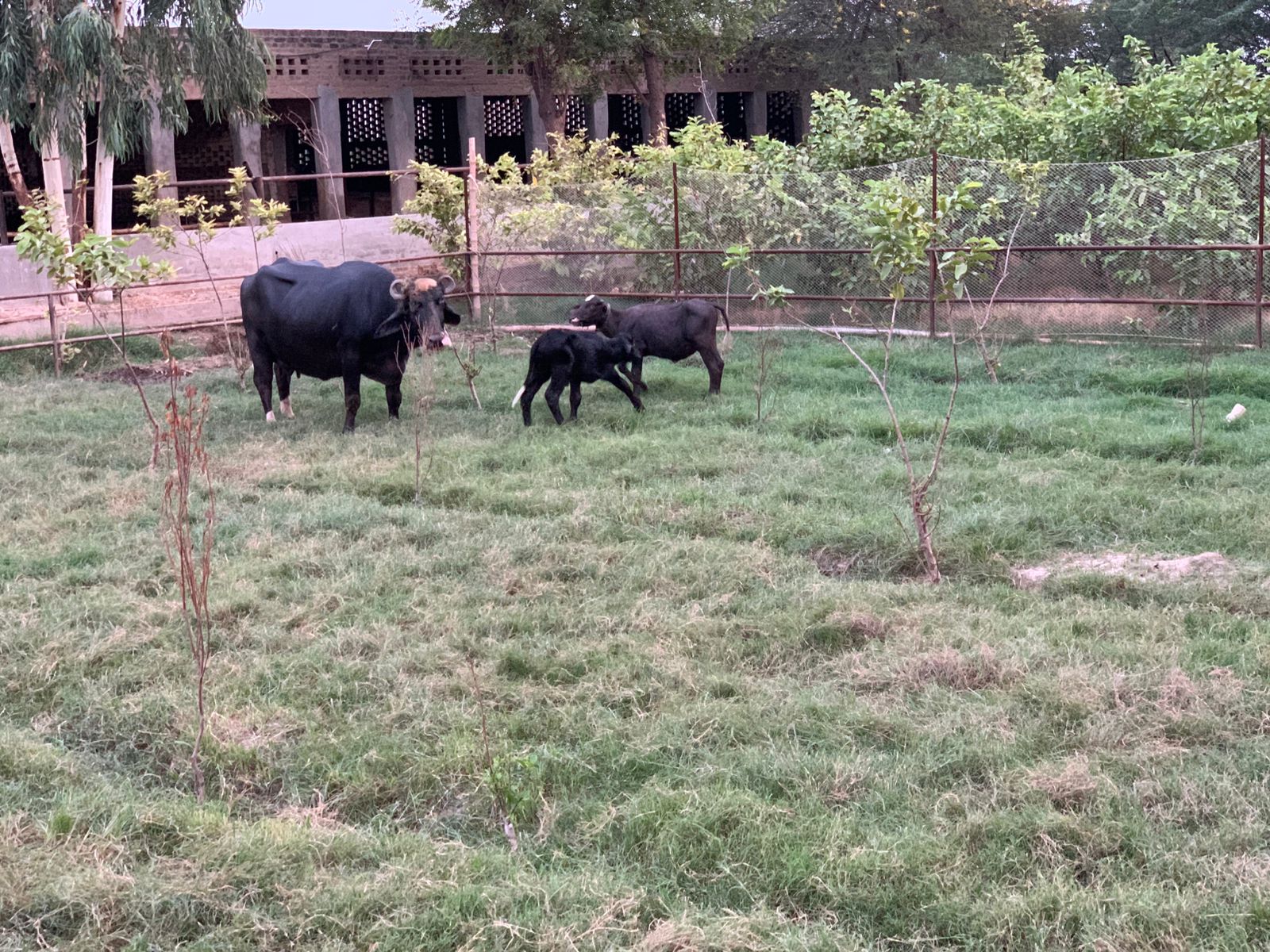 Calves Enjoying with Mama
