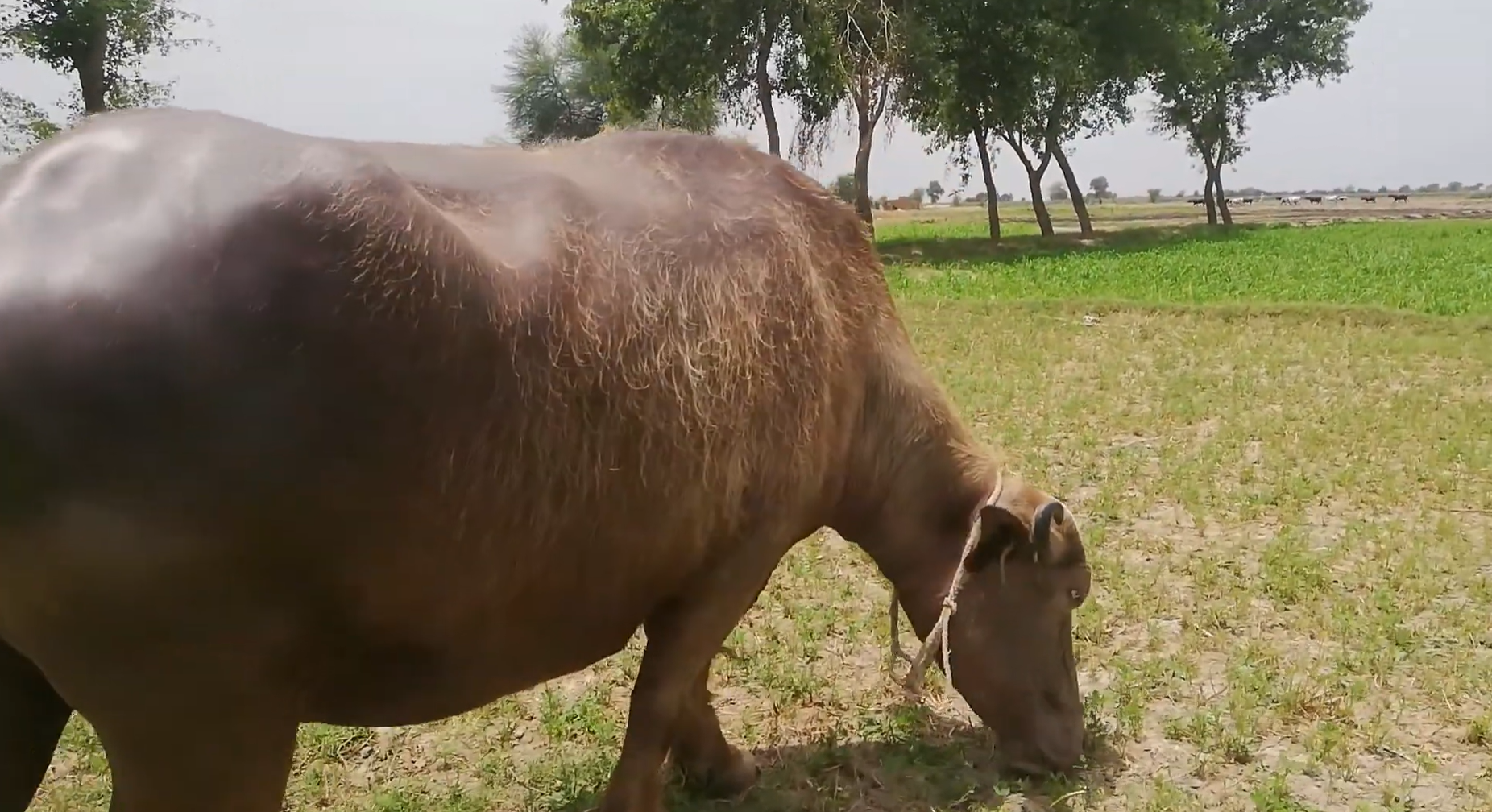 Brown Buffalo Eating Fresh Grass