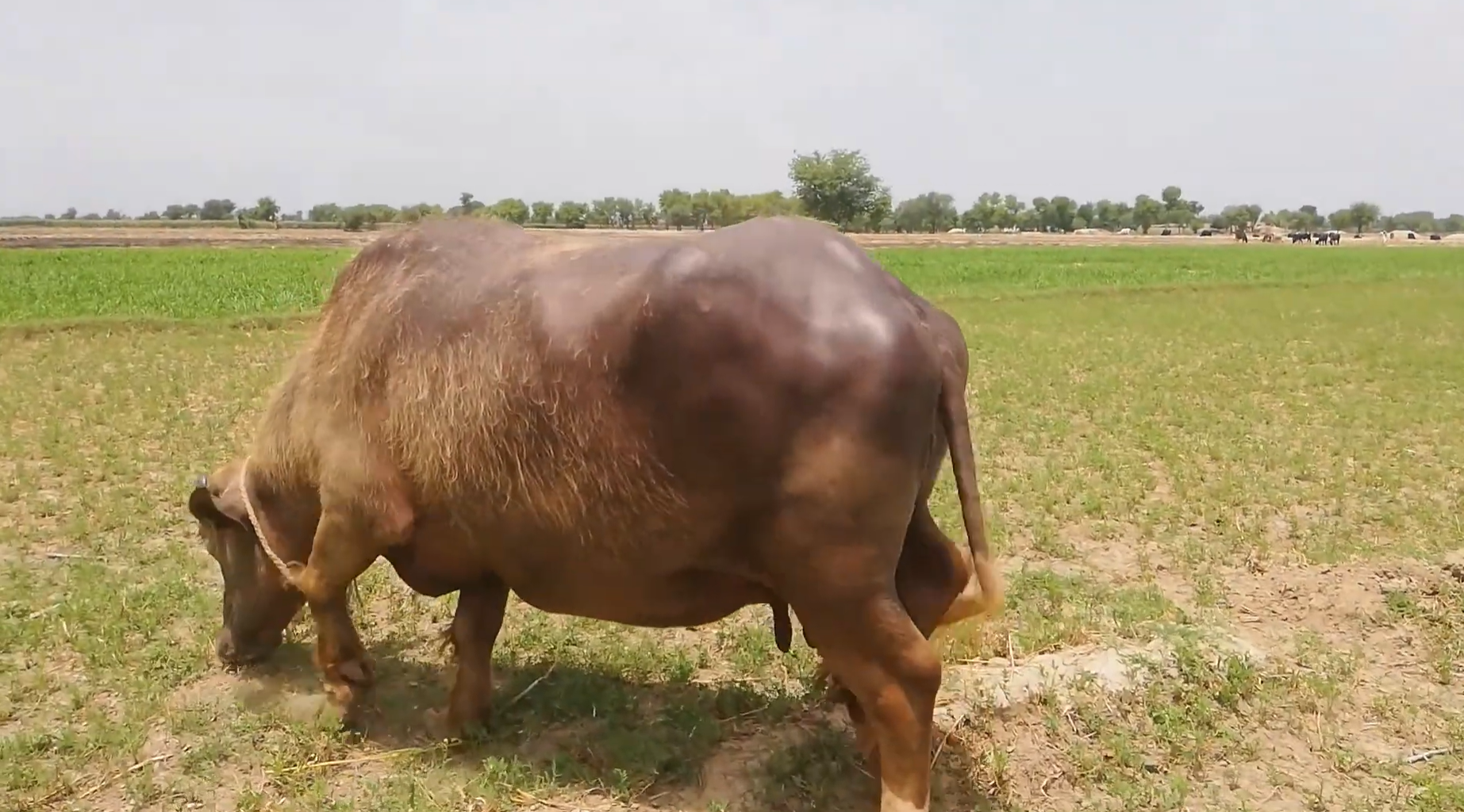 Beautiful Buffalo Eating Fresh Grass
