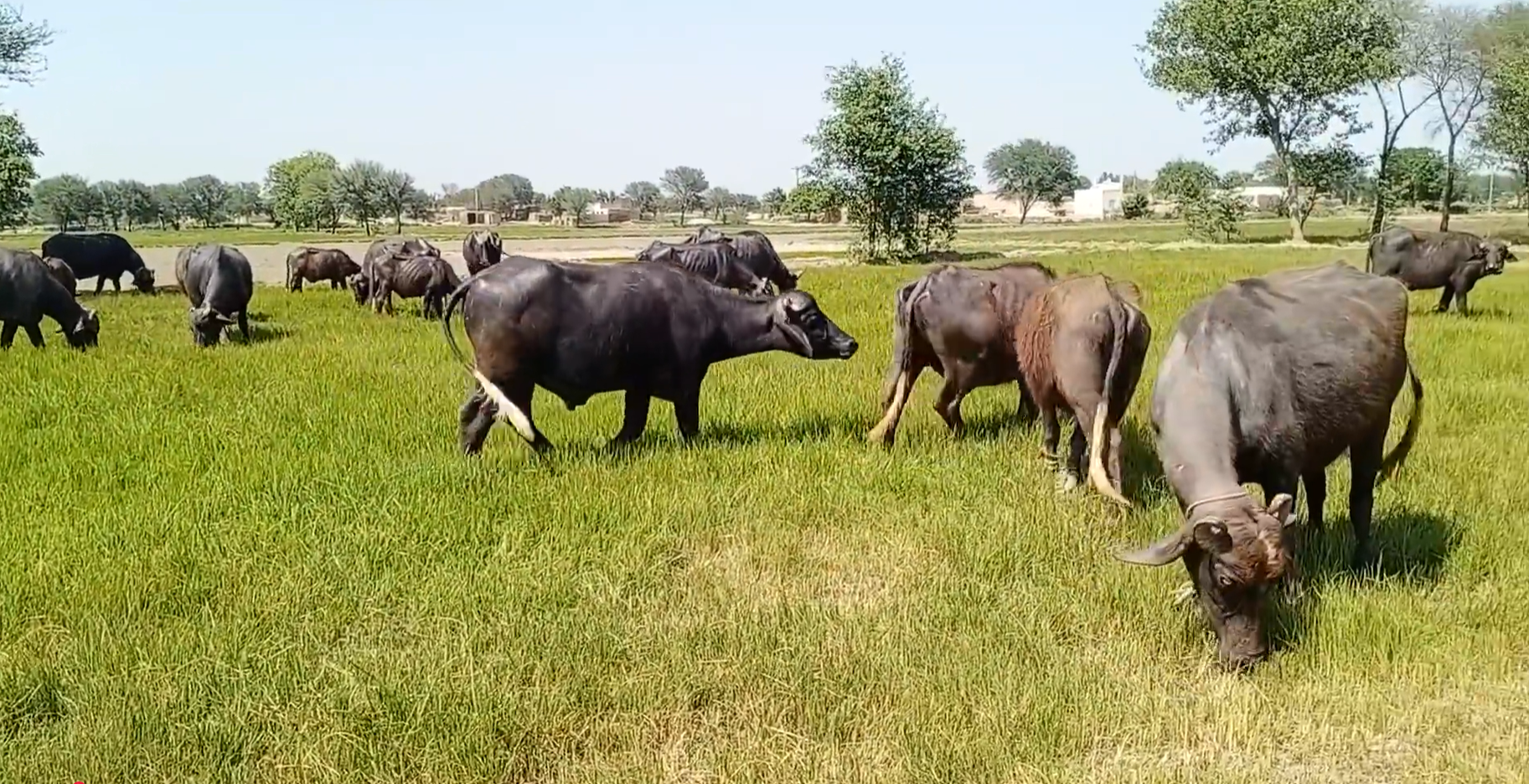 Buffaloes Enjoying Fresh Grass