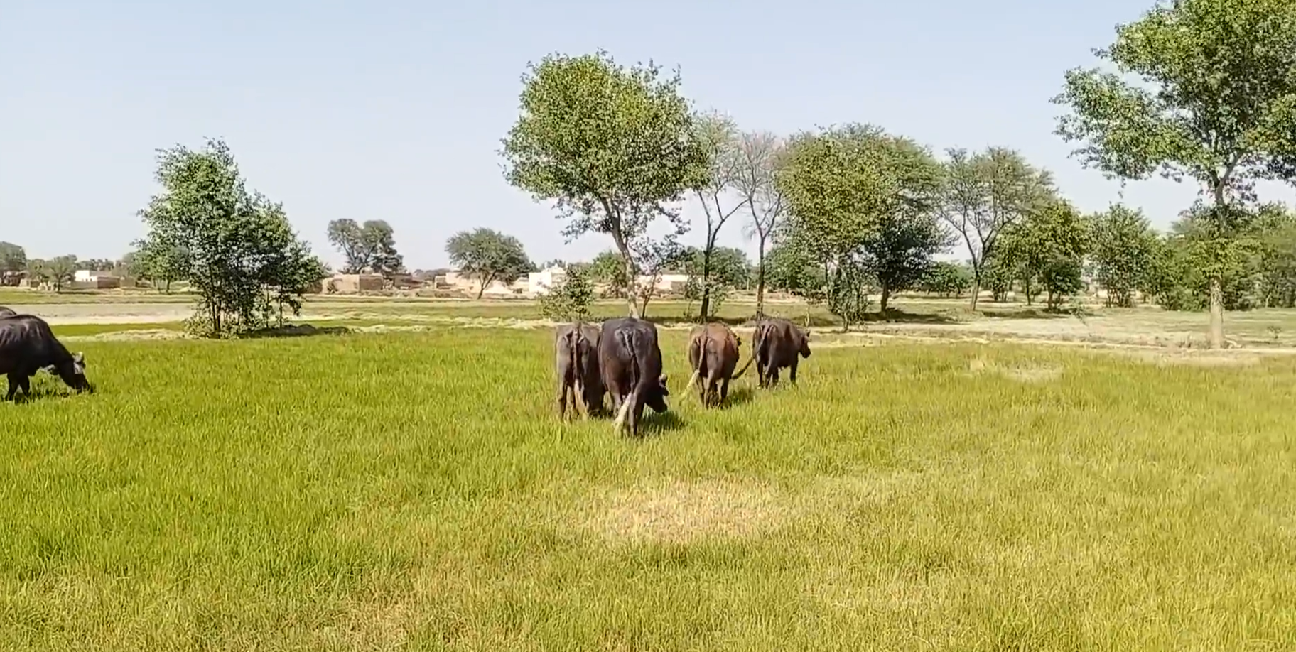 Buffaloes Passing Through Green Fields