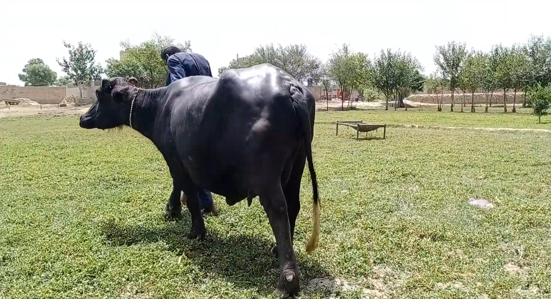 Beautiful Nili Ravi Buffalo