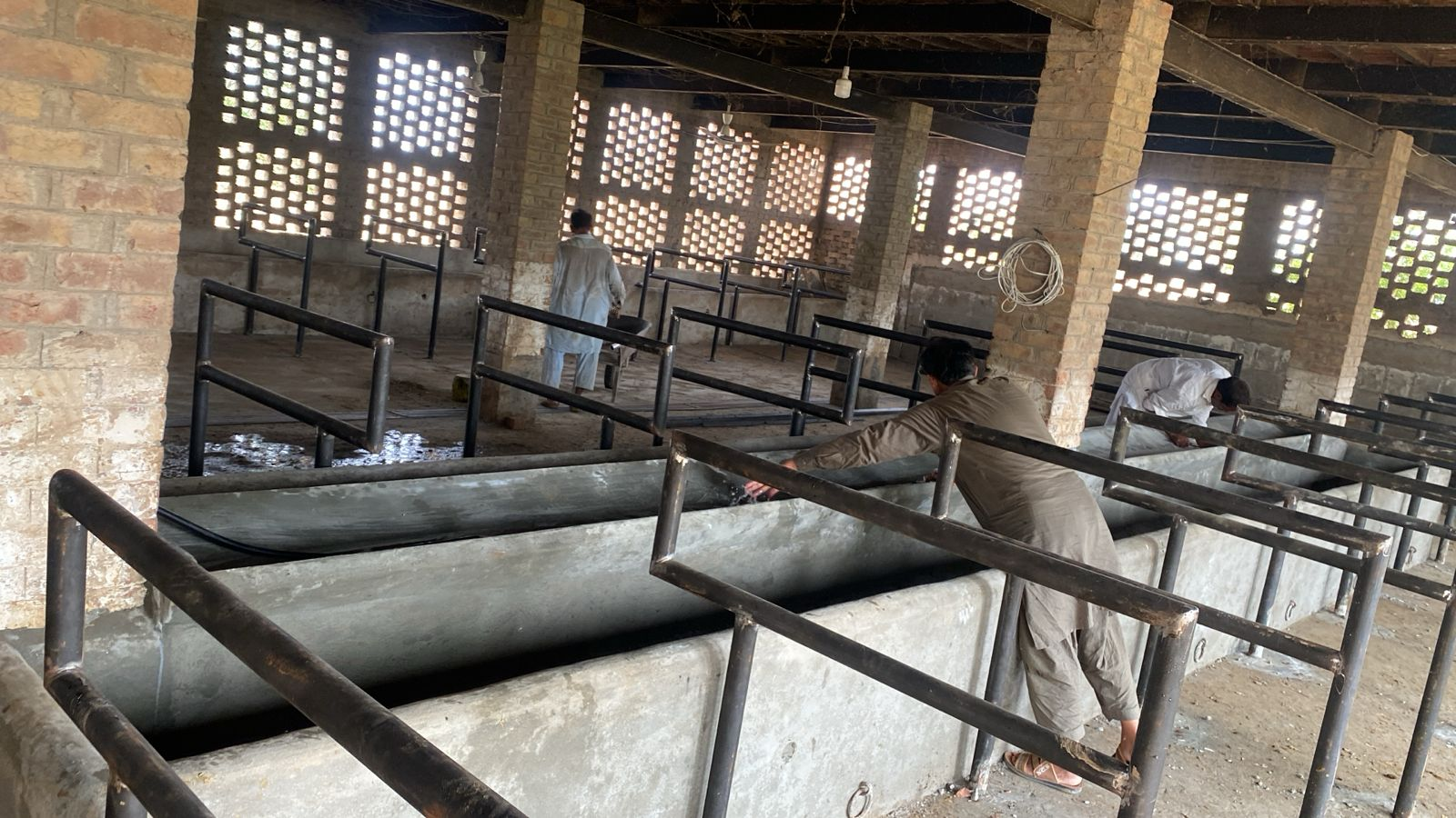 SaabFarms Team Maintaining Feeding Trough