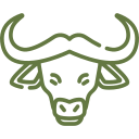 SaabFarms Elite Nili-Ravi Herd