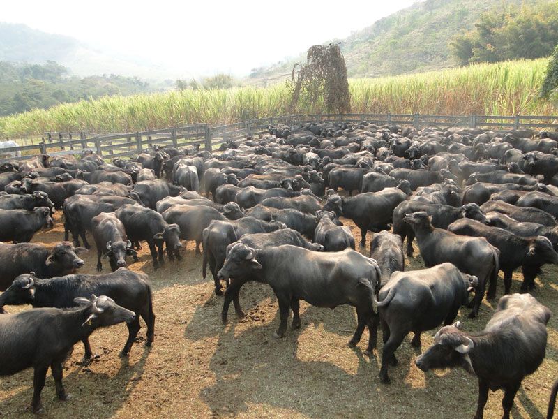 Buffaloes Roaming After Having Food