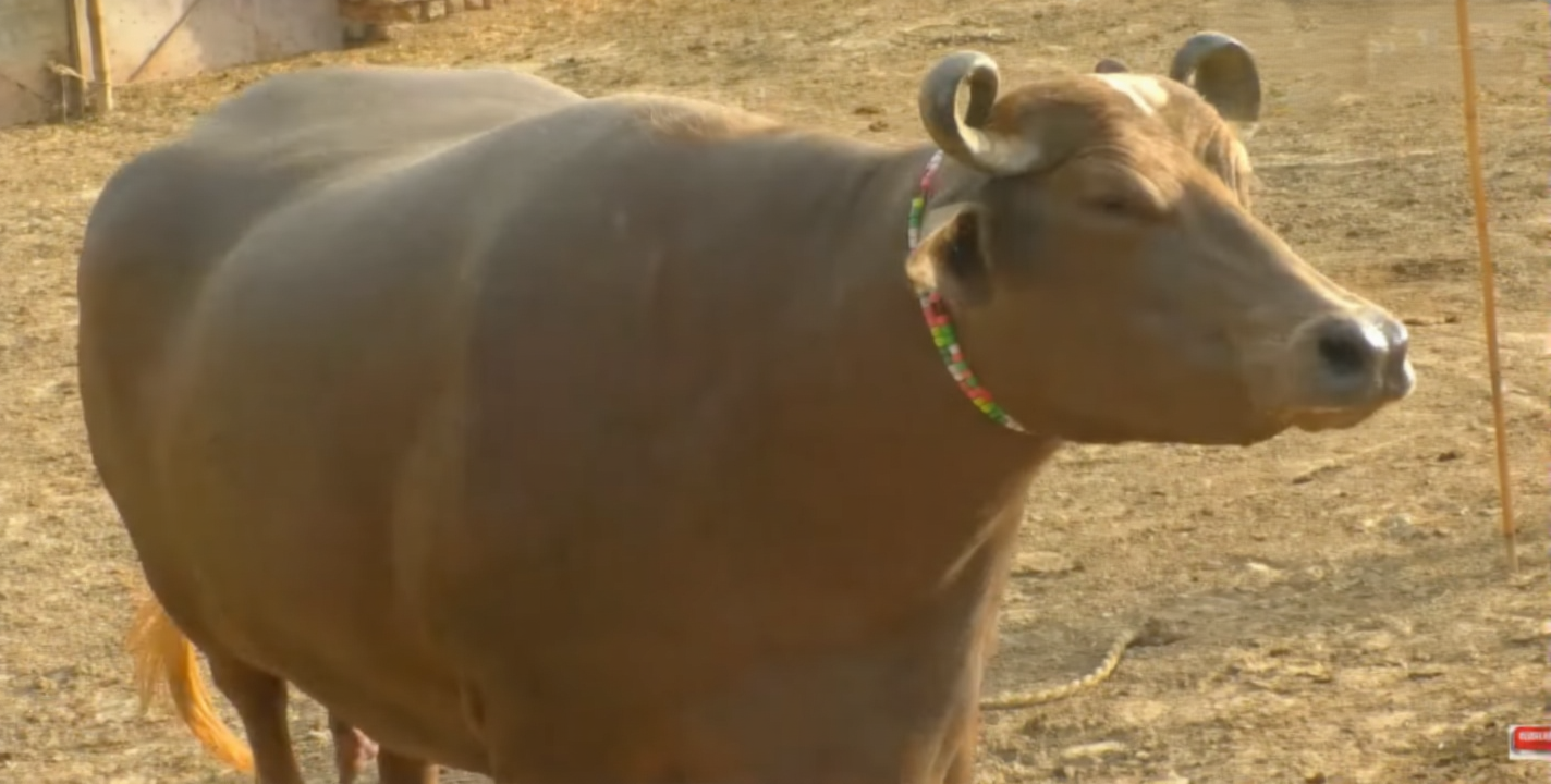 Beautiful Brown Buffalo Sun Bathing